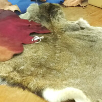牛皮以外にも鹿の革なども研究 皮革工業技術支援センターで研究されている鹿の革